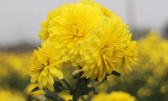 千畝云臺冰菊盛開，誠邀您蒞臨免費參觀！