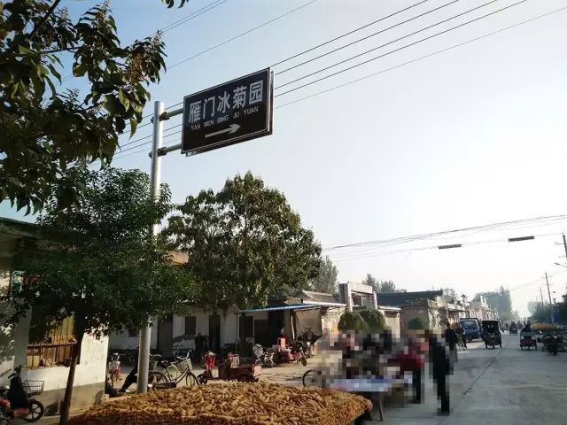 如何找到云臺(tái)冰菊？怎樣找到云臺(tái)冰菊？